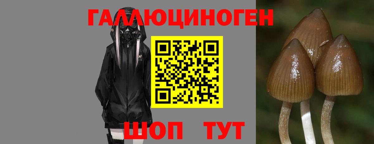 Галлюциногенные грибы прущие грибы Малгобек